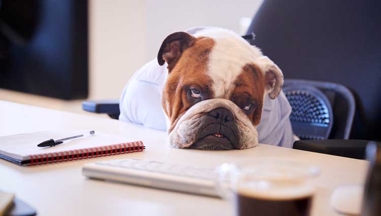 A picture of a bulldog, half asleep at a desk near pen and paper, to illustrate the concept that doing your own copywriting is likely going to bore your supporters and cost you money in the long run.